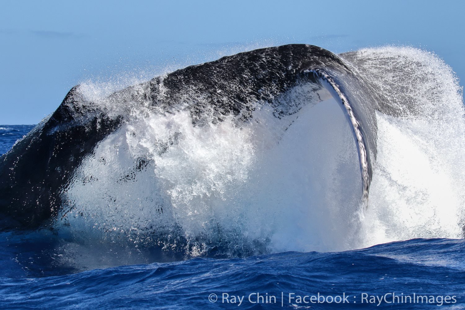 The Challenges of Filming Whales and Dolphins