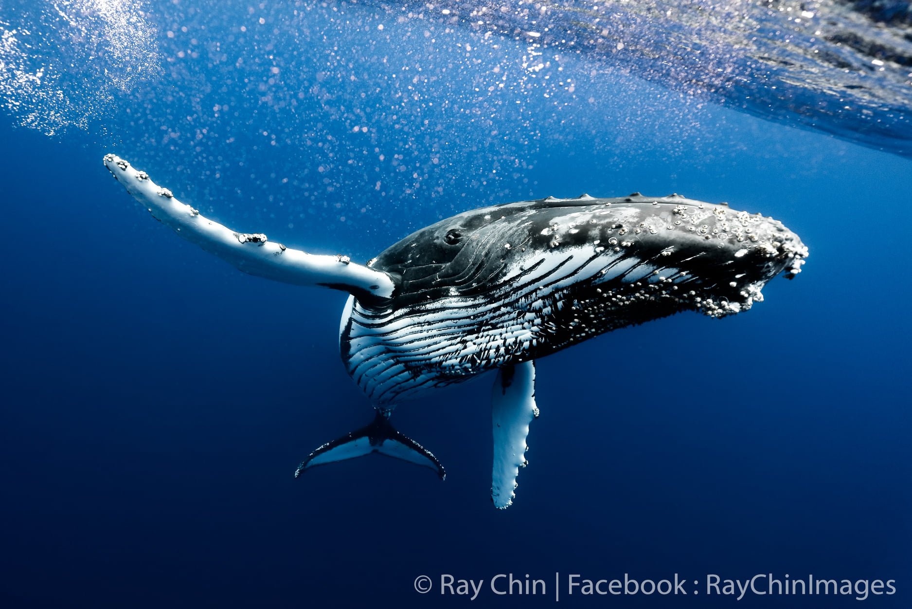 The Unpredictable Nature of Whale and Dolphin Photography